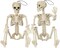 2 Pack Posable Halloween Skeleton, 16" Full Body Halloween Skeleton Decor with Movable Joints, Small Skeleton Halloween Decor, Halloween Party Indoor Decorations